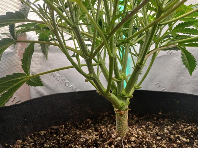 Rainbow Sherbet Zamnesia. Week 4