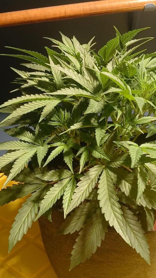 Rainbow Sherbet Zamnesia