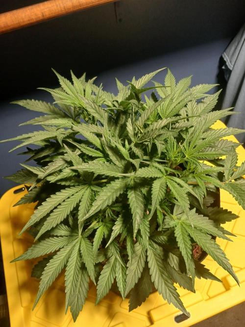 Rainbow Sherbet Zamnesia. Week 4