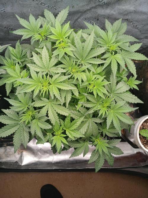 E.T. Munchies Mephisto Genetics. Week 4