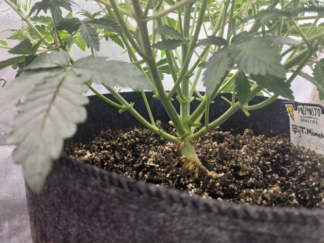 E.T. Munchies Mephisto Genetics. Week 4