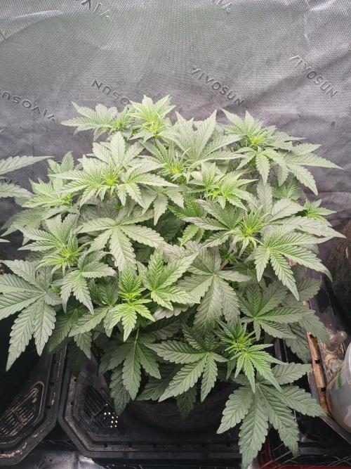 E.T. Munchies Mephisto Genetics. Week 4