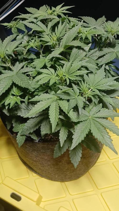 E.T. Munchies Mephisto Genetics