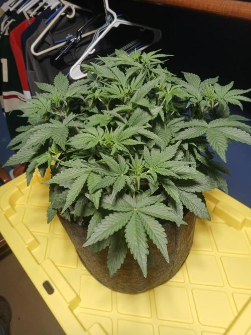 E.T. Munchies Mephisto Genetics. Week 4