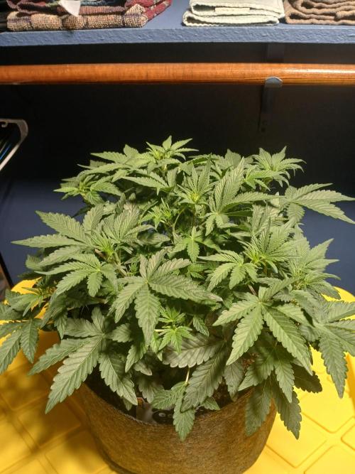 E.T. Munchies Mephisto Genetics. Week 4