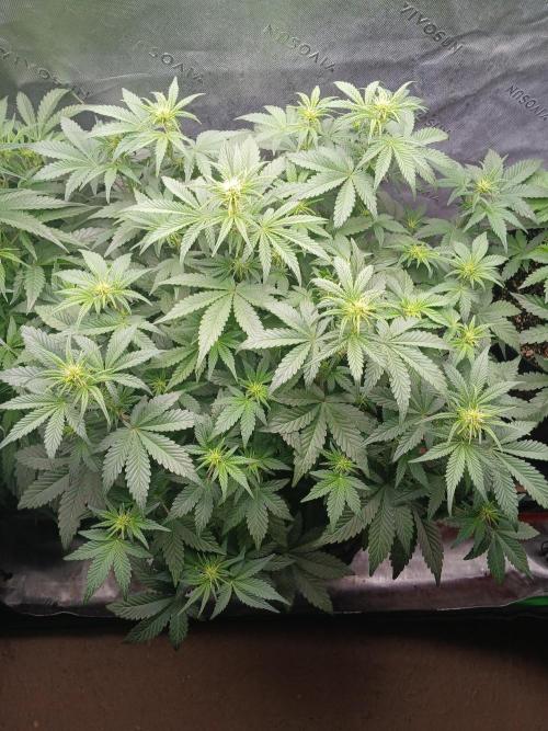 E.T. Munchies Mephisto Genetics. Week 5