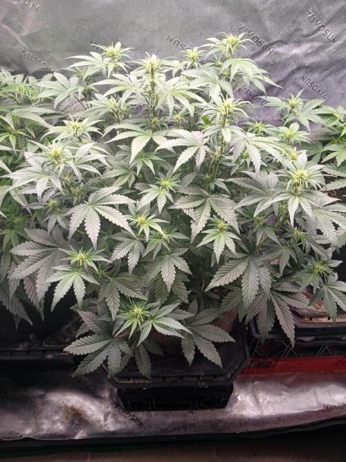 E.T. Munchies Mephisto Genetics. Week 5