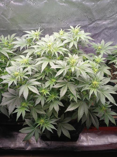 E.T. Munchies Mephisto Genetics. Week 5