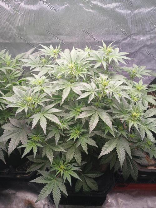 E.T. Munchies Mephisto Genetics. Week 5