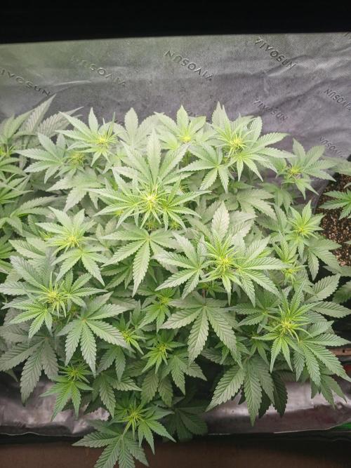 E.T. Munchies Mephisto Genetics. Week 5