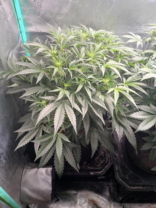 Rainbow Sherbet Zamnesia. Week 5