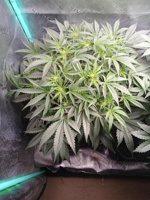 Rainbow Sherbet Zamnesia. Week 5