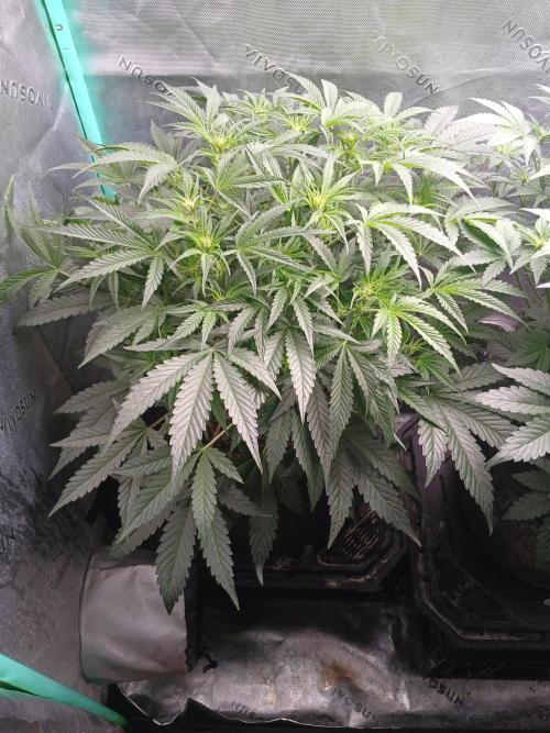 Rainbow Sherbet Zamnesia. Week 5