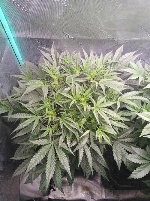 Rainbow Sherbet Zamnesia. Week 5