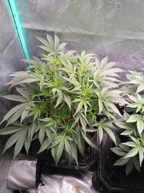 Rainbow Sherbet Zamnesia. Week 5