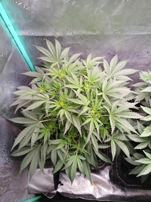 Rainbow Sherbet Zamnesia. Week 5