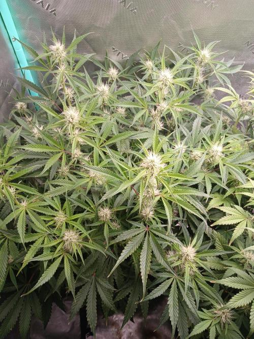 Rainbow Sherbet Zamnesia. Week 6