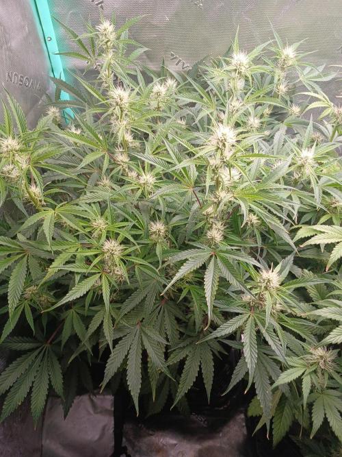 Rainbow Sherbet Zamnesia. Week 6