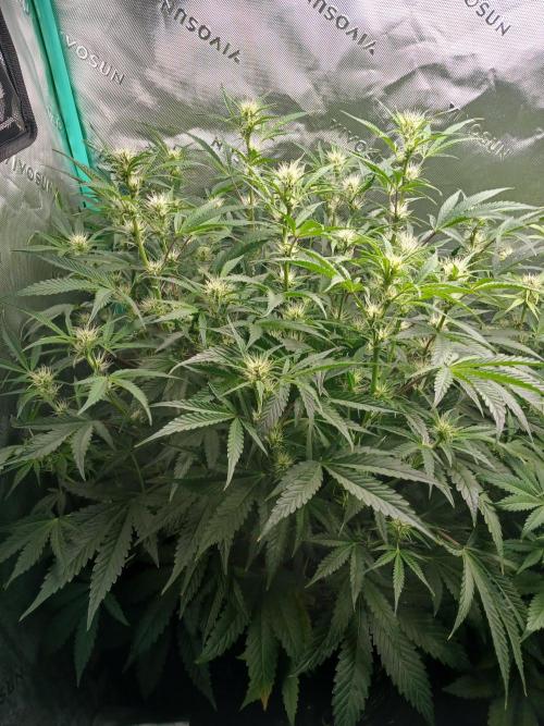 Rainbow Sherbet Zamnesia. Week 6