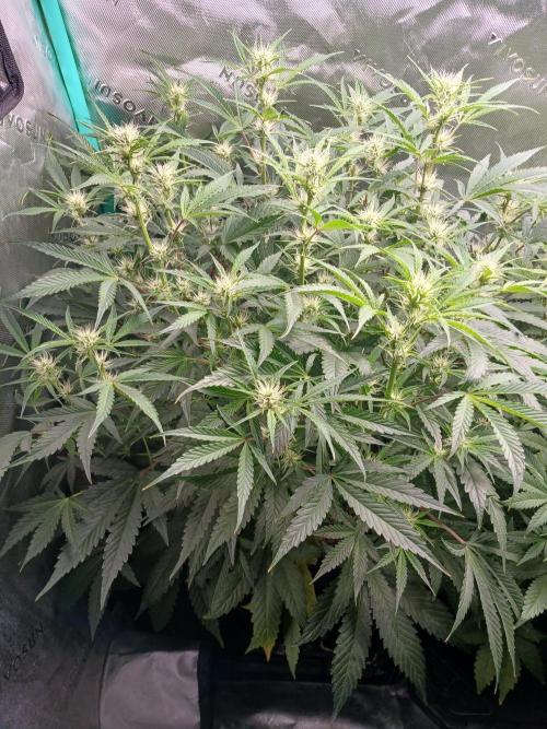 Rainbow Sherbet Zamnesia. Week 6