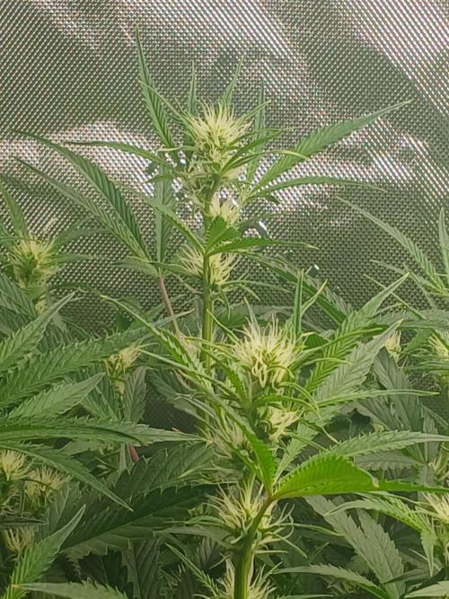 Rainbow Sherbet Zamnesia. Week 6