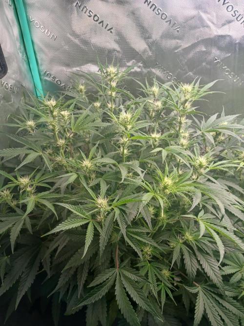 Rainbow Sherbet Zamnesia. Week 6