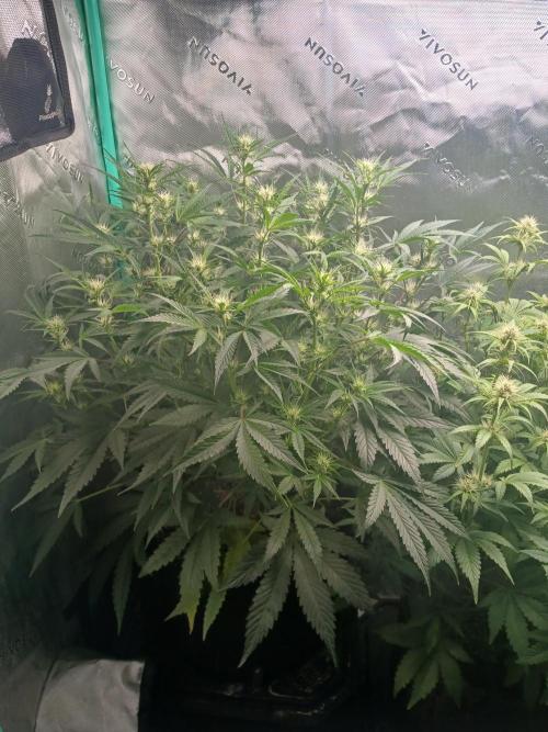 Rainbow Sherbet Zamnesia. Week 6