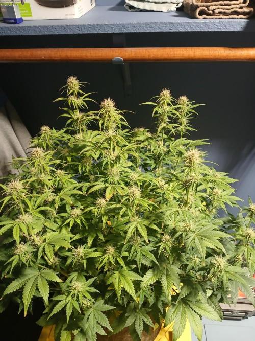 E.T. Munchies Mephisto Genetics. Week 6