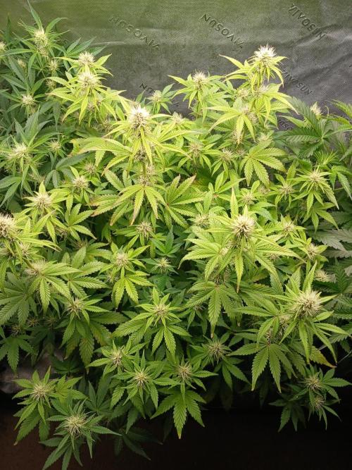 E.T. Munchies Mephisto Genetics. Week 6