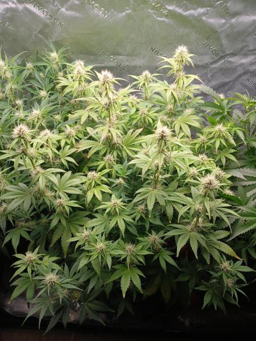 E.T. Munchies Mephisto Genetics. Week 6