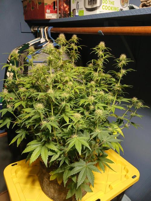 E.T. Munchies Mephisto Genetics. Week 6