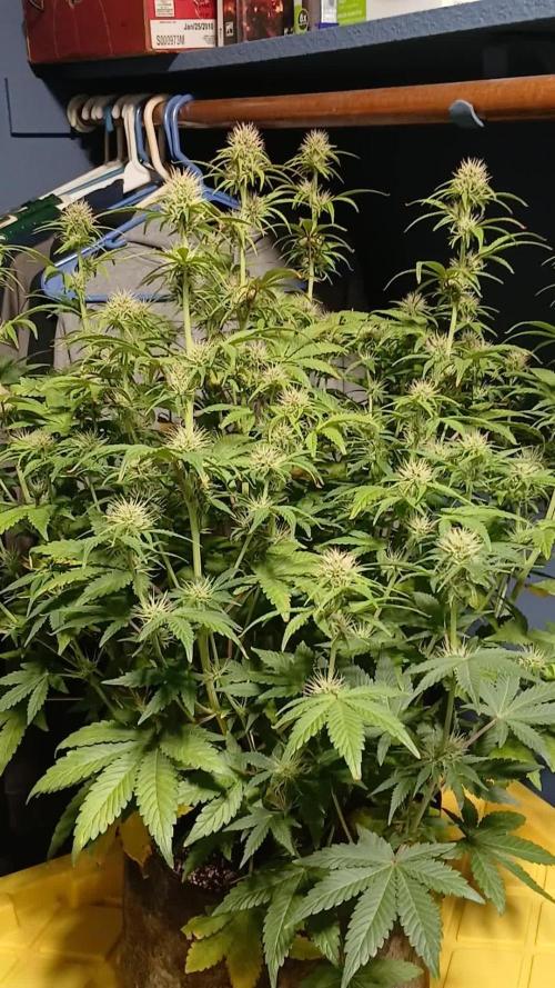 E.T. Munchies Mephisto Genetics