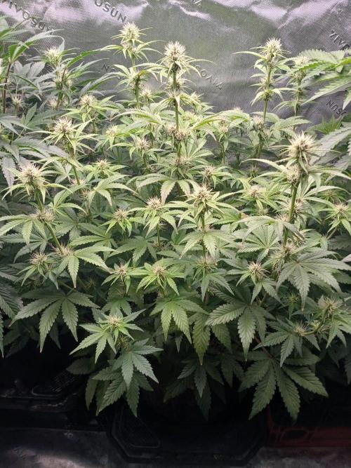 E.T. Munchies Mephisto Genetics. Week 6