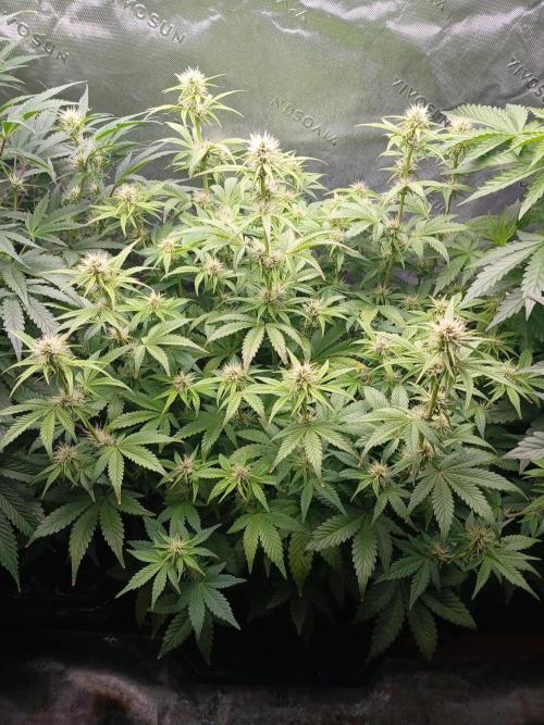 E.T. Munchies Mephisto Genetics. Week 6