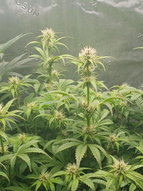 E.T. Munchies Mephisto Genetics. Week 6