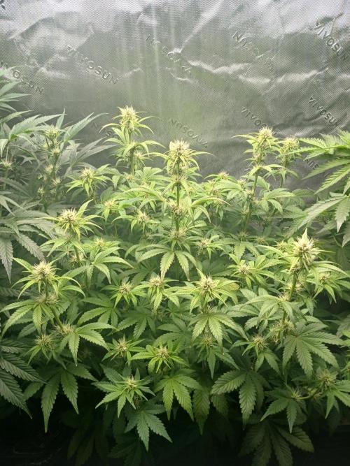 E.T. Munchies Mephisto Genetics. Week 6