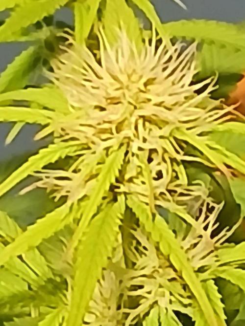 E.T. Munchies Mephisto Genetics. Week 6