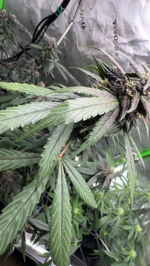 Dark Devil & Black Cream Auto