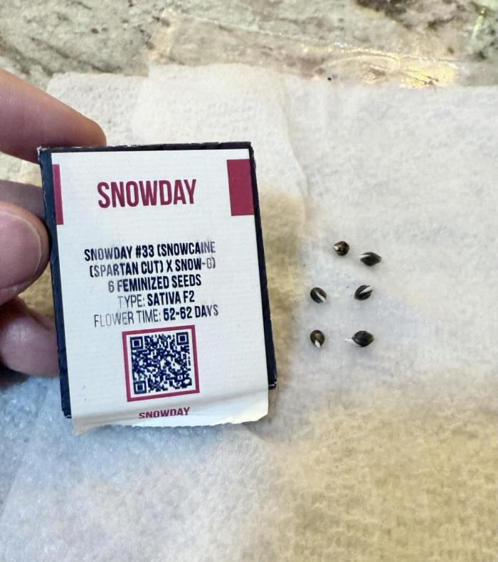 Twenty20 Mendocino - Snowday. Week 1