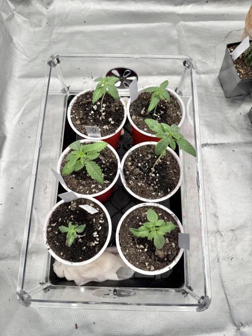 Twenty20 Mendocino - Snowday. Week 2