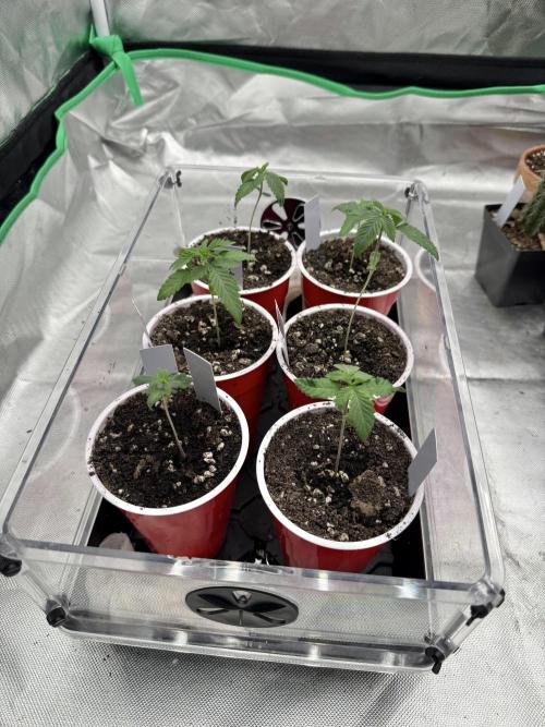 Twenty20 Mendocino - Snowday. Week 2