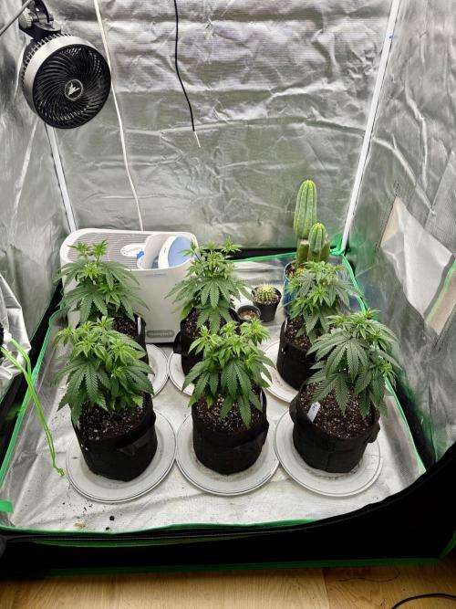 Twenty20 Mendocino - Snowday. Week 6