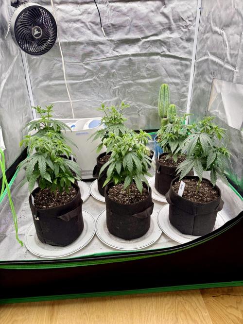 Twenty20 Mendocino - Snowday. Week 6