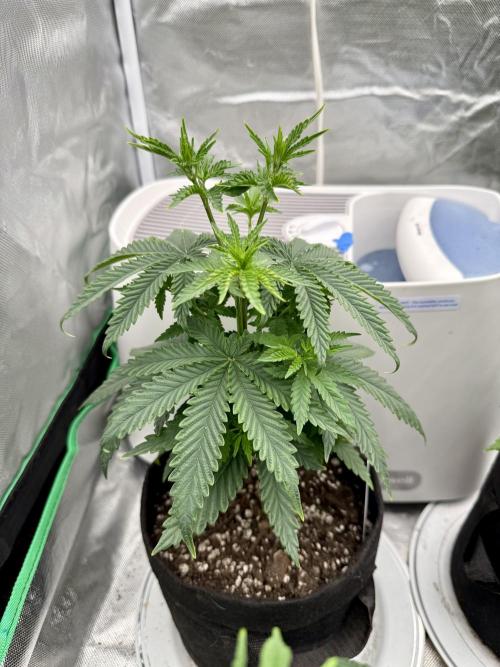 Twenty20 Mendocino - Snowday. Week 6