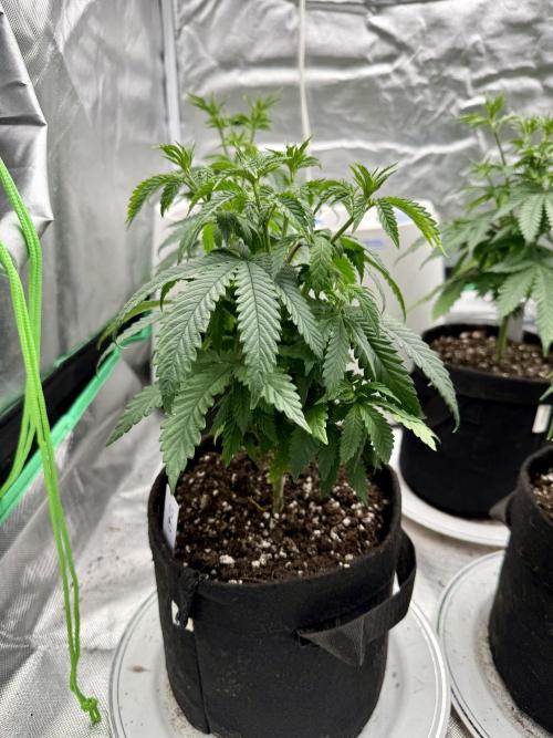 Twenty20 Mendocino - Snowday. Week 6