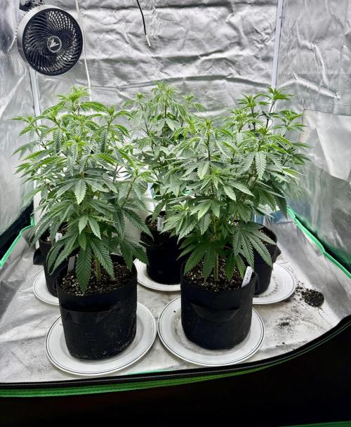 Twenty20 Mendocino - Snowday. Week 7