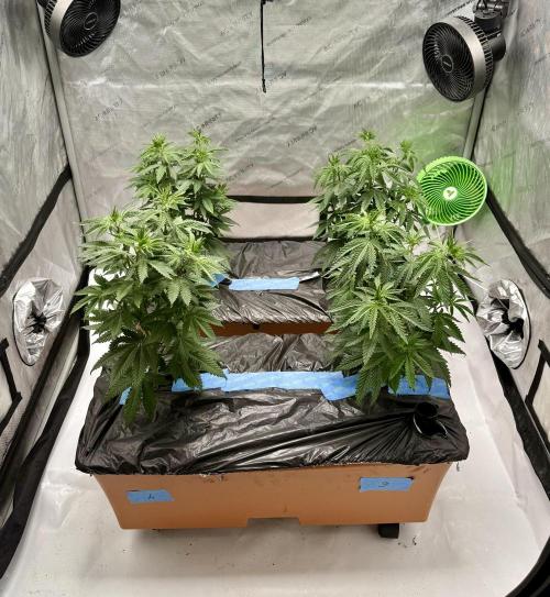 Twenty20 Mendocino - Snowday. Week 8