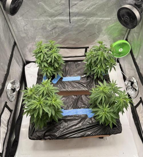 Twenty20 Mendocino - Snowday. Week 8