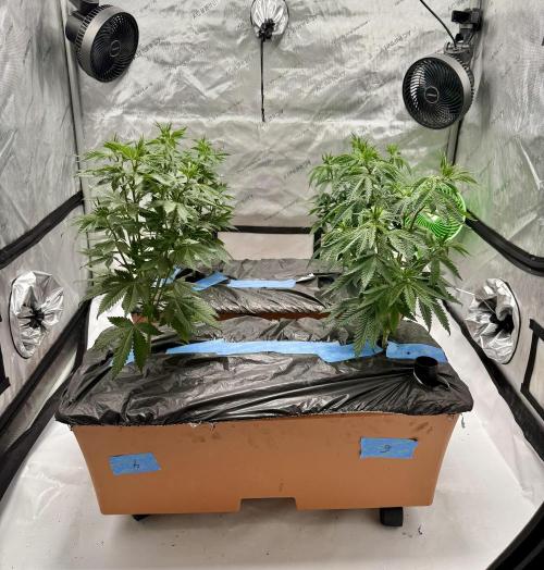 Twenty20 Mendocino - Snowday. Week 8