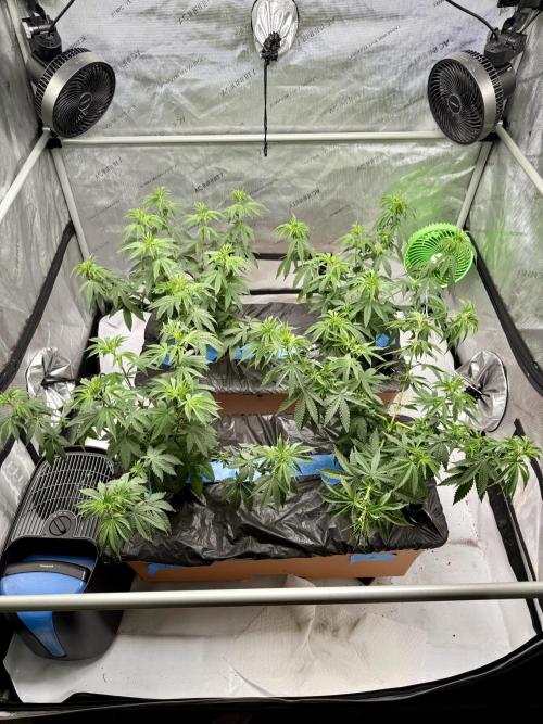 Twenty20 Mendocino - Snowday. Week 9